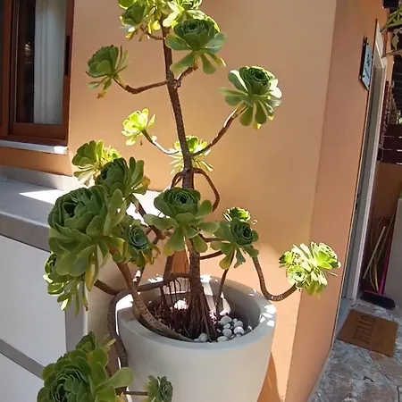 Βeιιa Kanoni Corfu Appartement